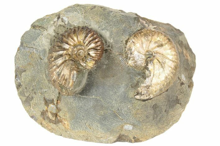 Fossil Ammonites (Discoscaphites & Jeletzkytes) - South Dakota #189341